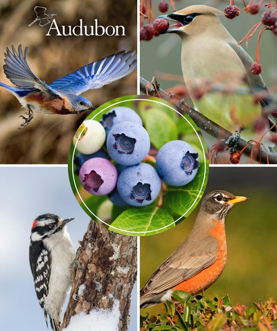 Close up of Audubon Native Lowbush Blueberry fruit, several round ripe blueberries with a couple not quite ripe emerging from green conical shaped foliage, surrounded by pictures of birds