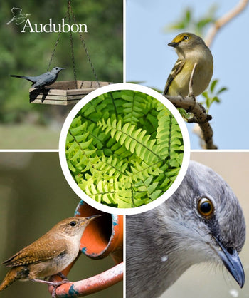 Audubon Native Maidenhair Hardy Fern and native birds