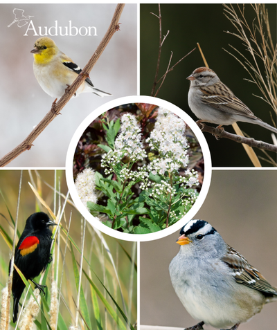 Audubon Native Meadow Sweet Spirea and native birds