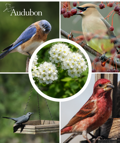 The white flower clusters of the Audubon native Nannyberry Viburnum and four varieties of native birds that benefit from the native Nannyberry Viburnum