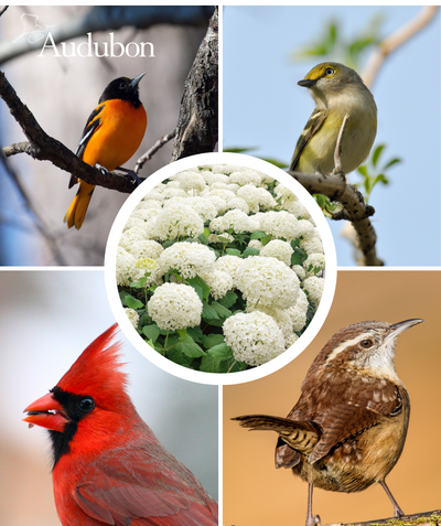 Audubon Native Hydrangea and native birds