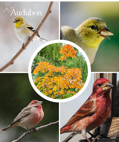 Audubon Native Smoketree and native birds