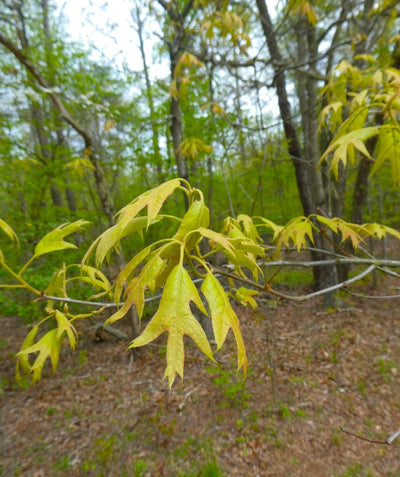 Audubon Native Southern Red Oak Tree leaves