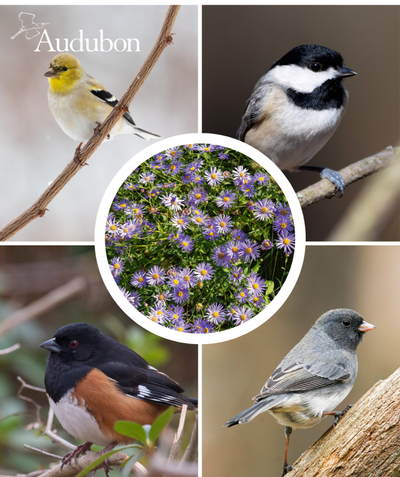 Audubon Native New England Aster and native birds