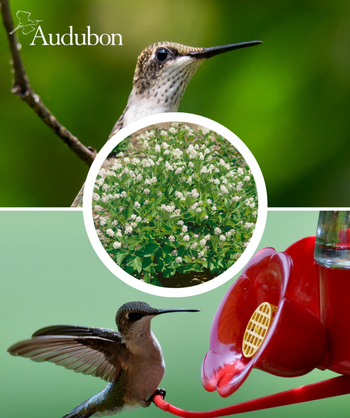 Audubon Native New Jersey Tea and native birds