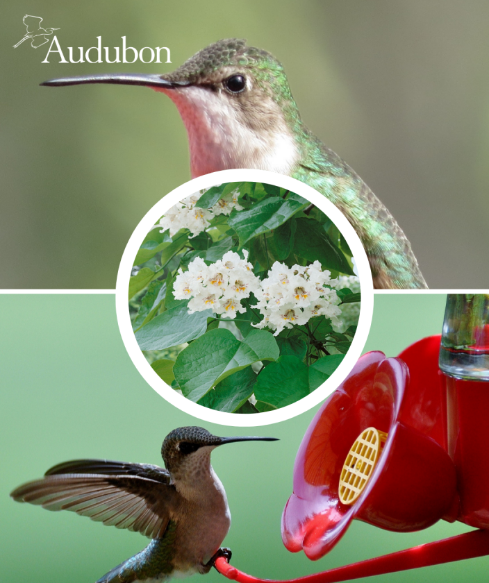 Audubon® Northern Catalpa