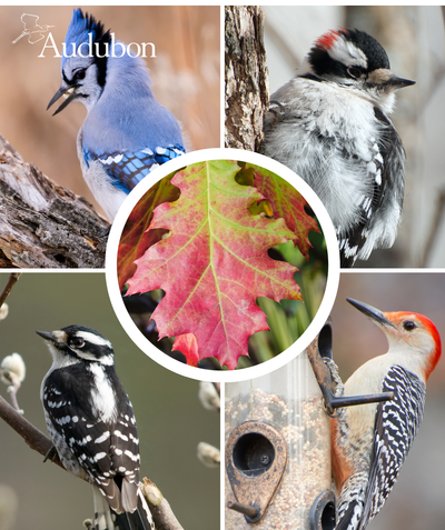 Audubon Native Northern Red Oak and native birds