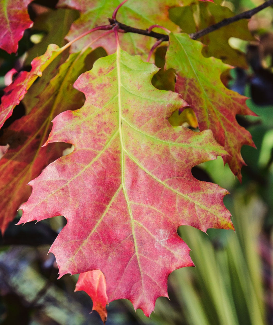 Audubon® Native Northern Red Oak USDA Organic Bower & Branch