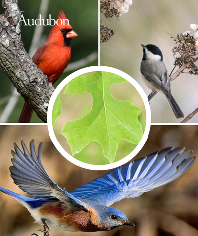 Audubon Native Nuttall Oak and native birds