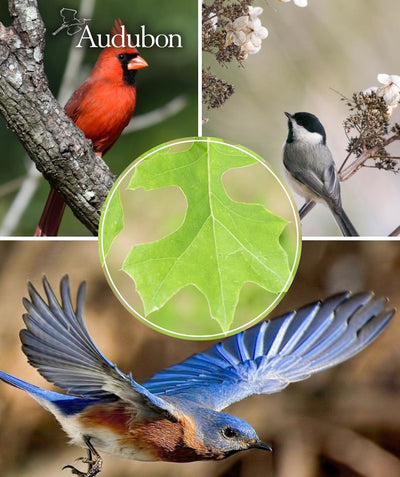 Audubon Nuttall Oak Collage