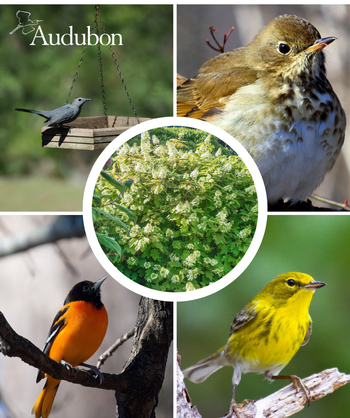 Audubon Native Oakleaf Hydrangea and native birds