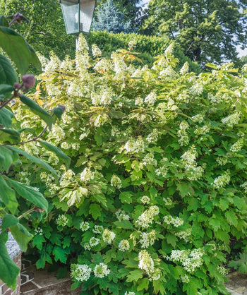 Oakleaf Hydrangea planted in a landscape, big pyramidal flower clusters covered in small white flowers emerging from green foliage that resemble oak tree leaves