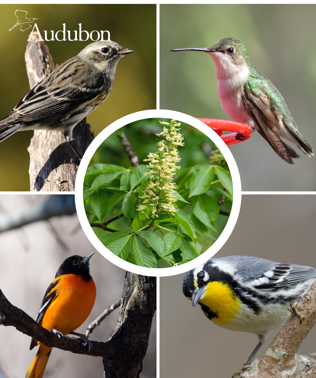 Audubon® Native Ohio Buckeye Treeling