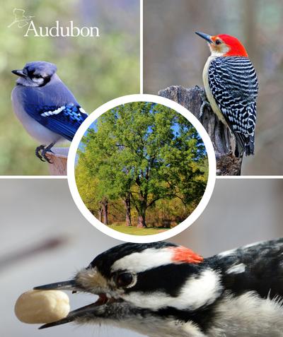 Audubon Native Overcup Oak and native birds