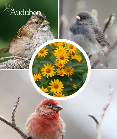 Audubon Native Ox-Eyed Sunflower and native birds
