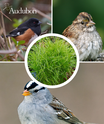 Audubon Native Palm Sedge and native birds