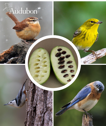 Audubon Native Pawpaw and the native birds that benefit from the plant