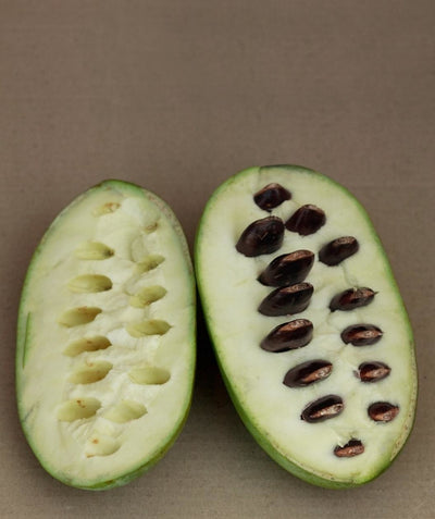 USDA Organic Pawpaw fruit cut open to see white-flesh and rich brown seeds