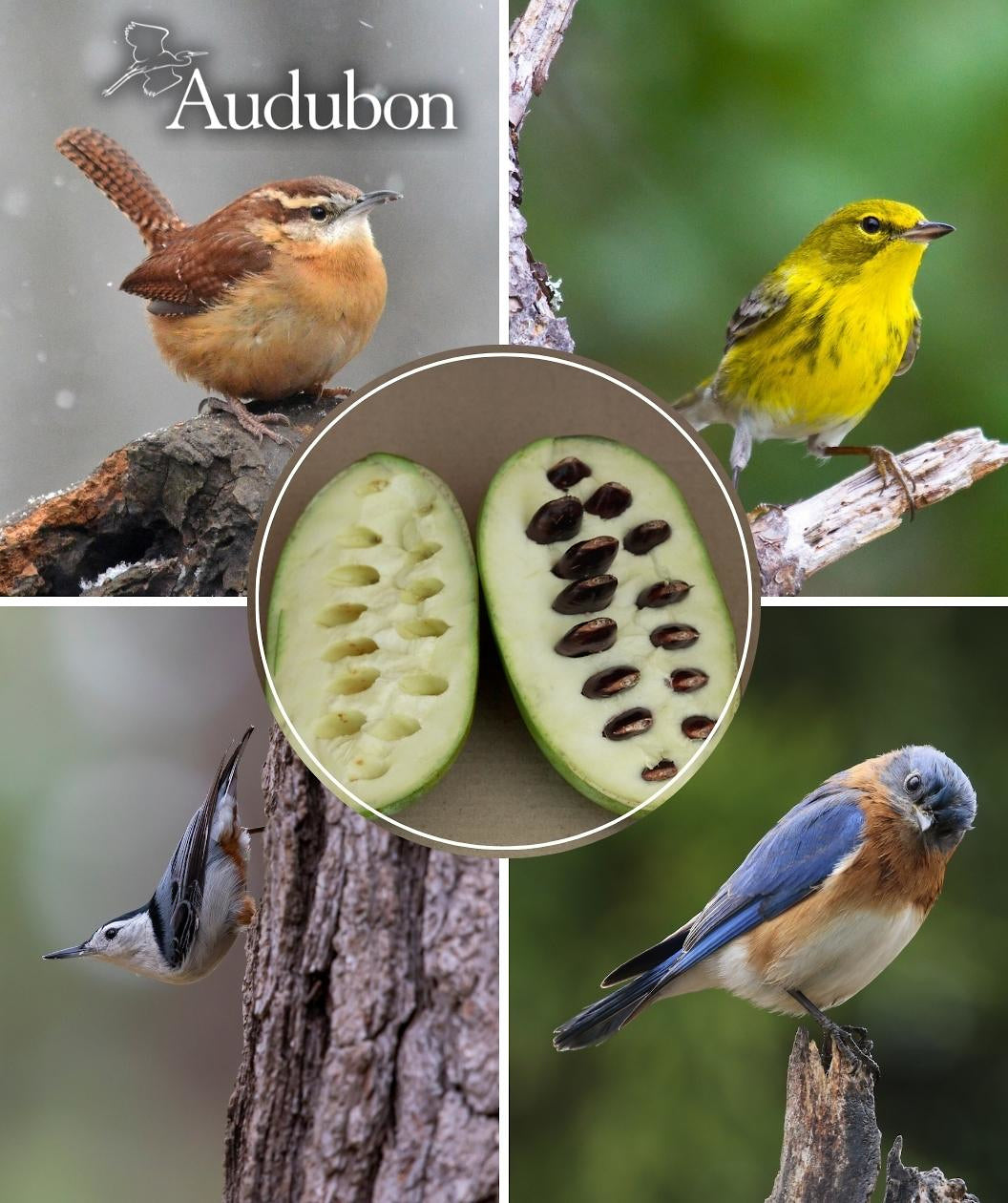 Audubon® Native Pawpaw -  USDA Organic