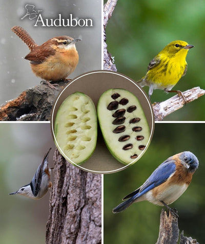 USDA Organic Audubon Native Pawpaw and native birds