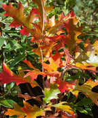 Pin Oak leaves in red fall color, deep lobed leaves beginning to turn to shades of red nd orange in early fall