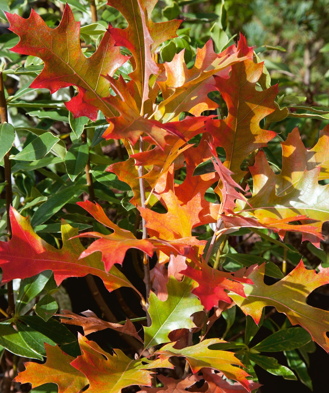 Pin Oak leaves in red fall color, deep lobed leaves beginning to turn to shades of red nd orange in early fall