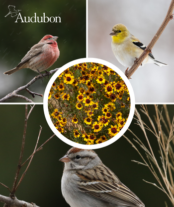 Audubon Native Plains Tickseed and native birds
