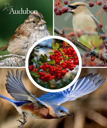 Audubon Native Possumhaw Holly and native birds