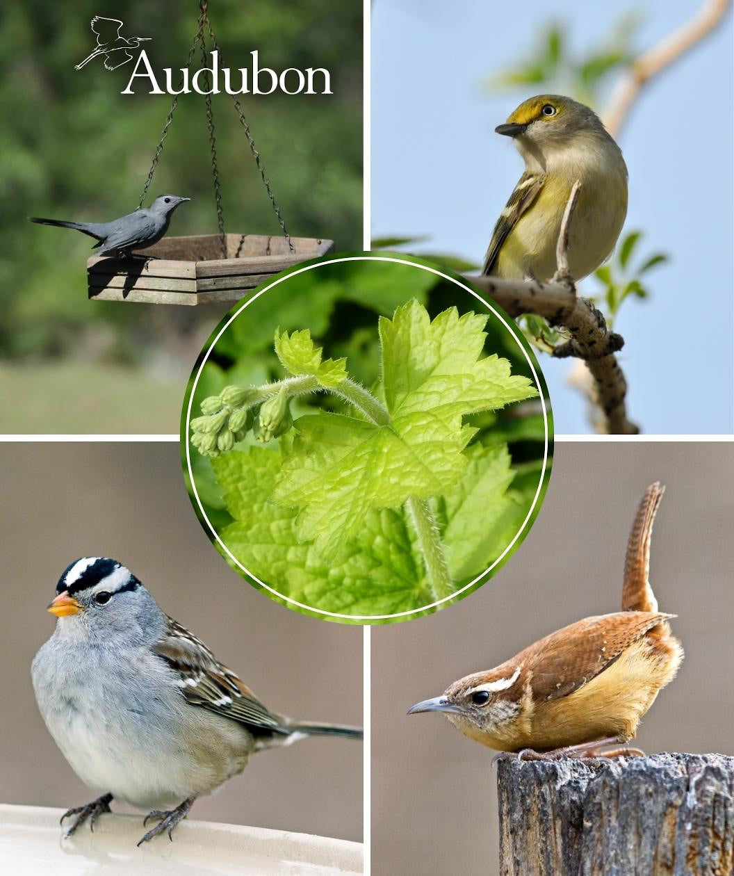 Audubon® Native Prairie Alumroot