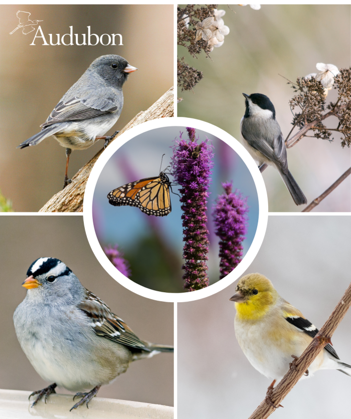 Audubon® Native Prairie Blazing Star