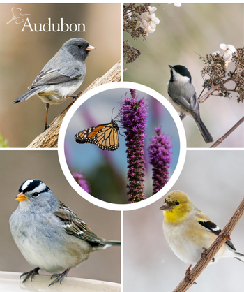 Audubon Native Prairie Blazing Star and native birds