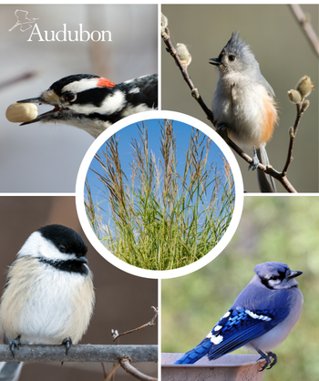 Audubon Native Prairie Cord Grass and native birds