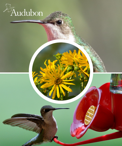 Audubon Native Prairie Dock and native birds