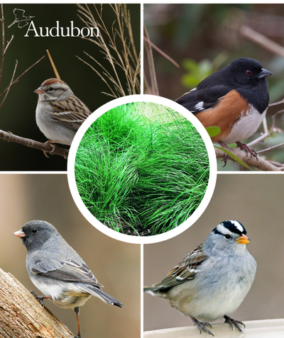 Audubon Native Prairie Dropseed and native birds