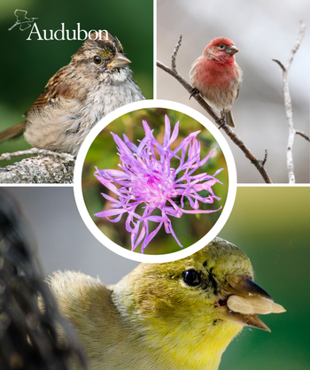 Audubon Native Prairie Ironweed and native birds