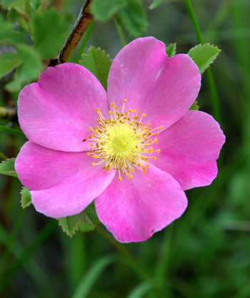 Audubon Native Prairie Rose purple flower