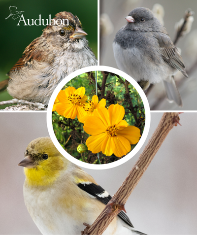 Audubon Native Prairie Tickseed and native birds