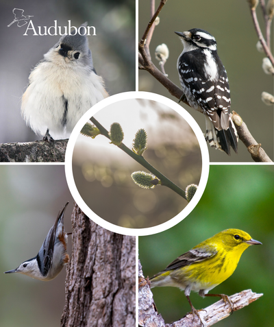 Audubon Native Prairie Willow and native birds