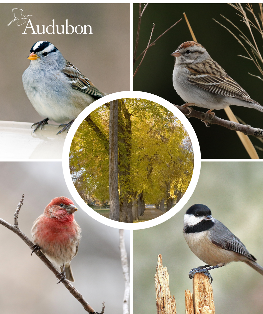Audubon® Native Princeton American Elm Treeling