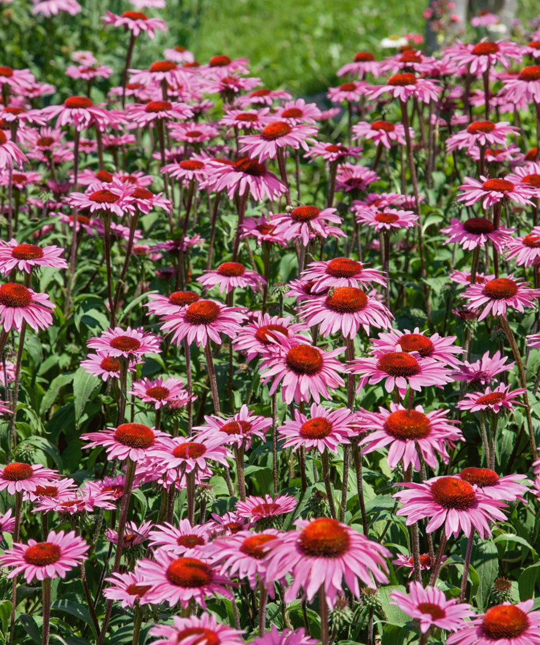 Audubon® Native Purple Coneflower – Bower & Branch