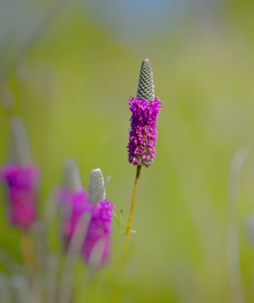 Audubon® Native Purple Prairie Clover Bower & Branch