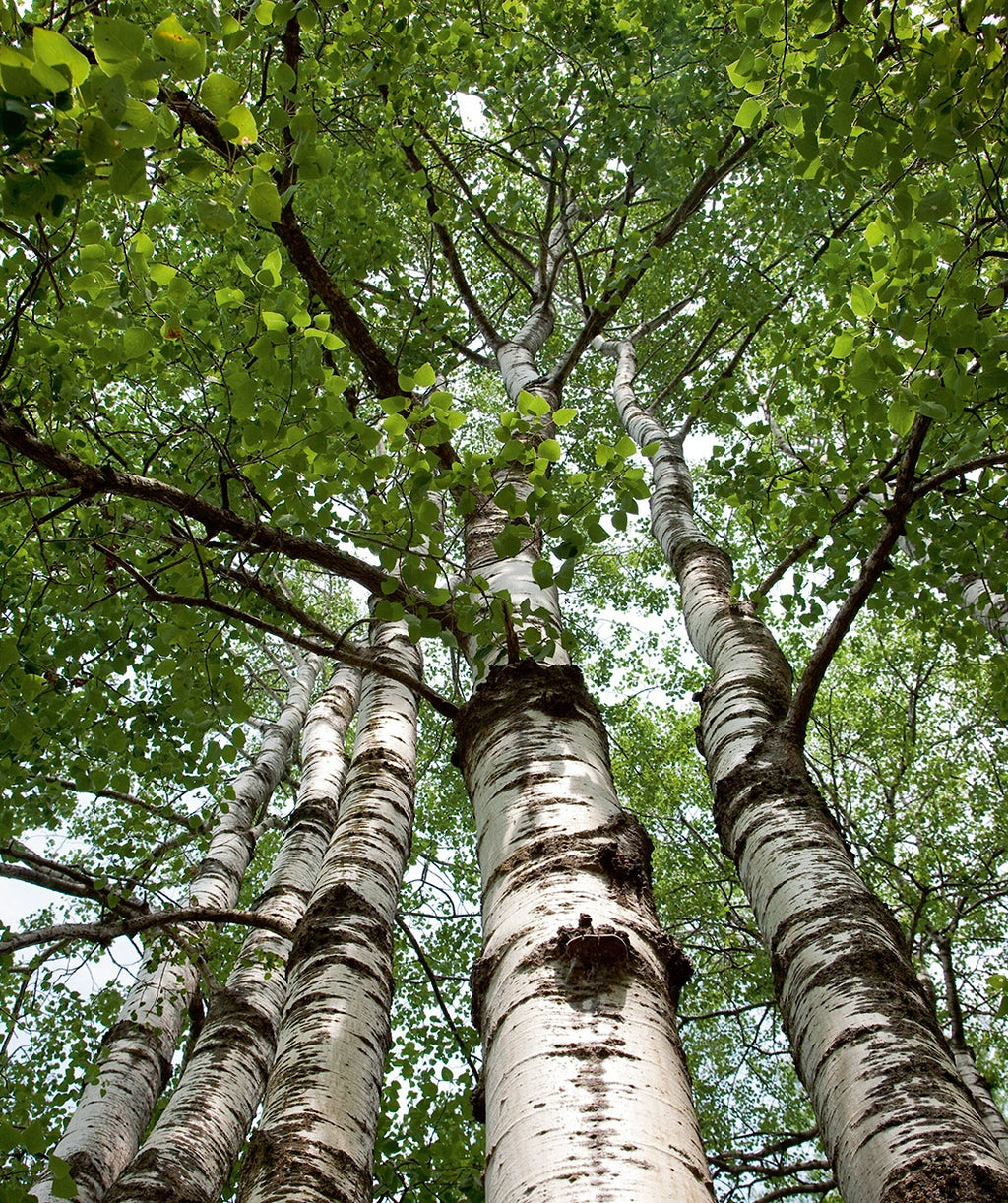 A look up into the branching of Quaking Aspen, outright branching with green teardrop shaped leaves and showy white bark