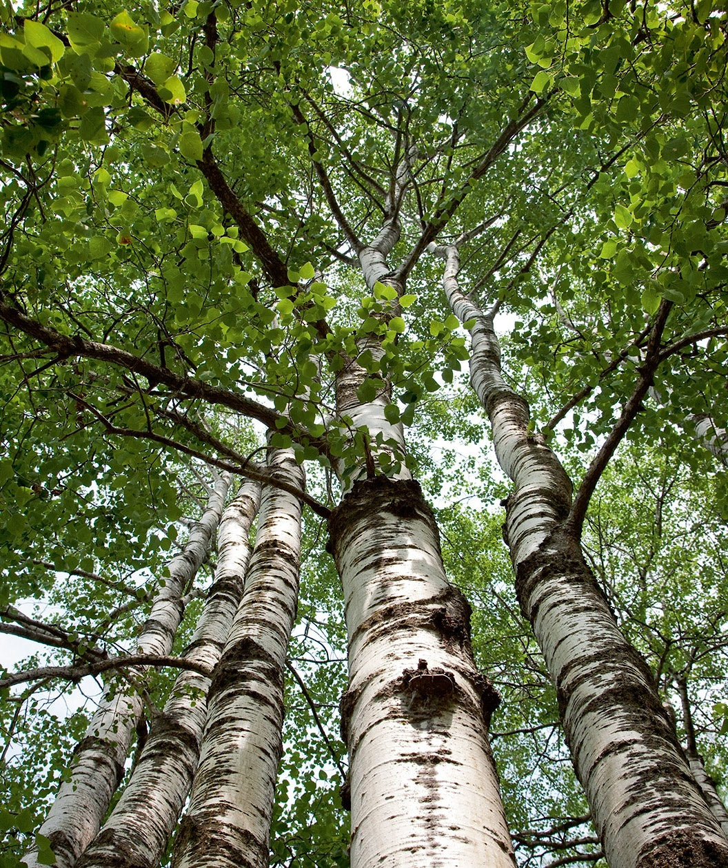A look up into the branching of Quaking Aspen, outright branching with green teardrop shaped leaves and showy white bark