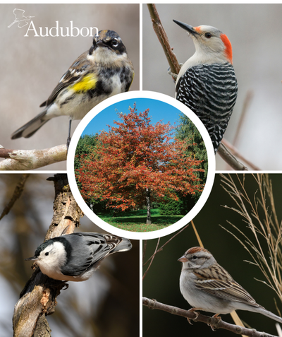 Audubon Native Red Maple fall color and four varieties of native birds that benefit from the native Red Maple