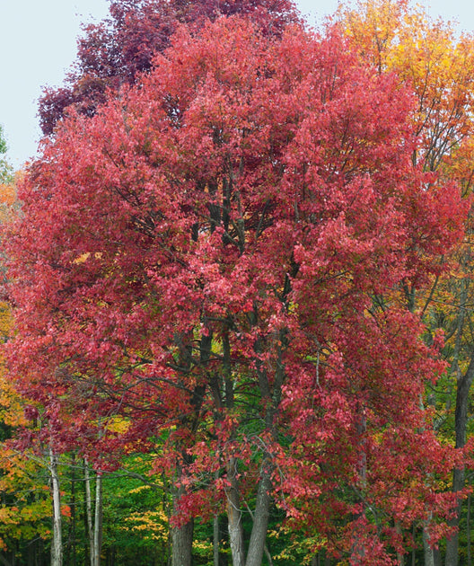 Audubon® Native Red Maple Treeling | Bower & Branch