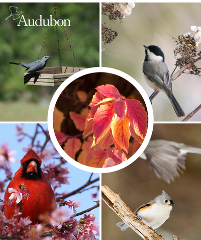 Audubon Native Red Twig Dogwood and native birds