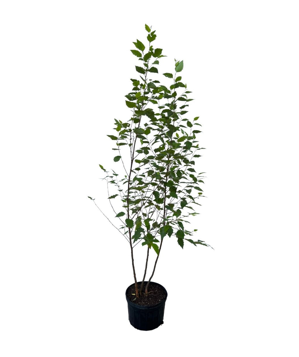 Multi Stem River Birch on white in a nursery pot, green pyramidal shaped leaves with cinnamon colored bark