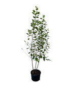 Multi Stem River Birch on white in a nursery pot, green pyramidal shaped leaves with cinnamon colored bark