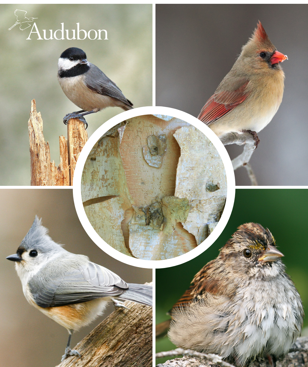 Audubon® Native River Birch