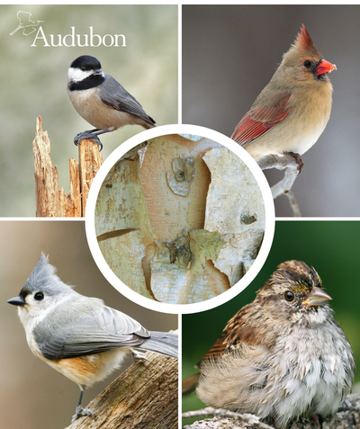 The peeling bark of the Audubon Native River Birch and four varieties of native birds that benefit from the native River Birch